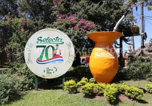 Yerba Selecta, Paraguay