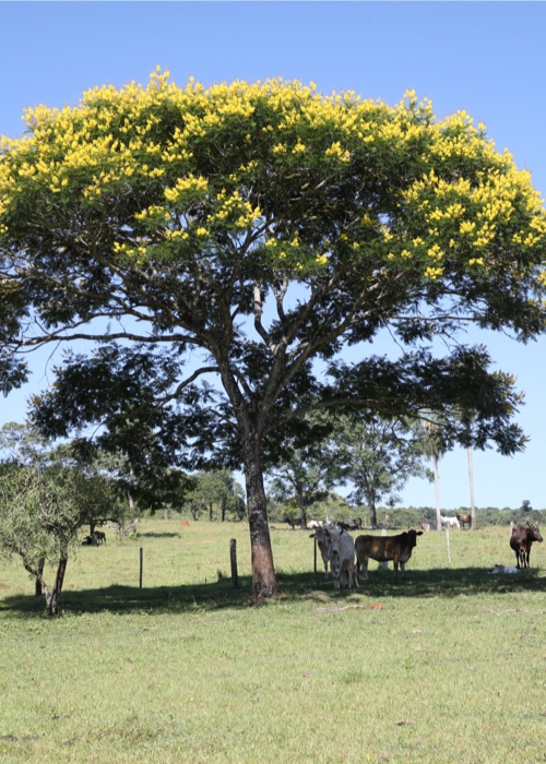 1 Arbres du Paraguay