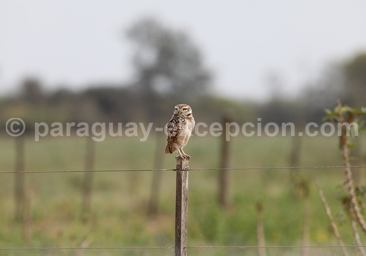 Faune aviaire laguna Chaco Lodge Faune aviaire laguna Chaco Lodge