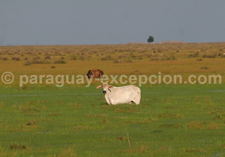 Gran Chaco Sud Américain Gran Chaco Sud Américain