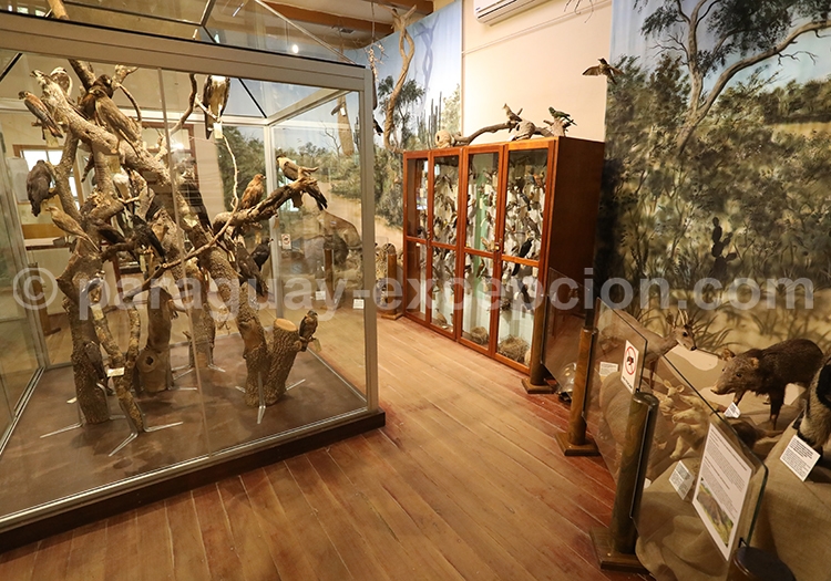 Musée Scientifique Filadelfia Chaco Musée Scientifique Filadelfia Chaco