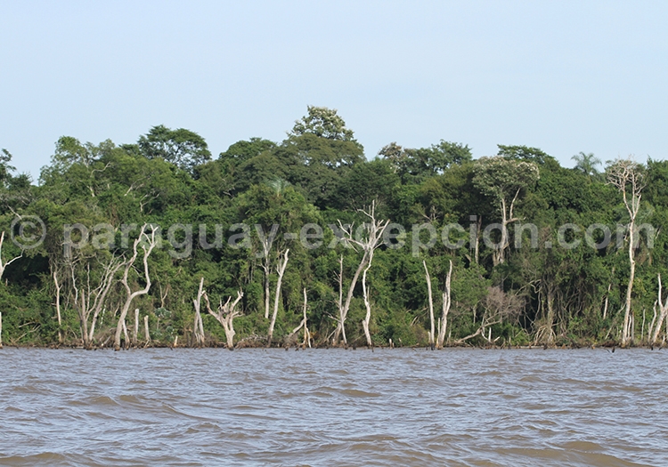 Voyage Pantanal Paraguayen Voyage Pantanal Paraguayen