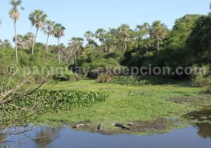 Humedales de l'estancia Esmeralda, Paraguay