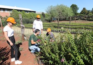Visite de la plantation de maté