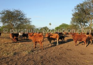 Bovins, estancia Esmeralda