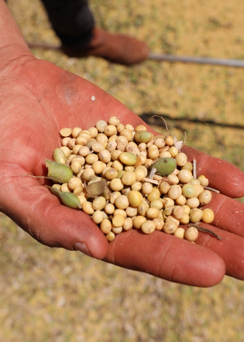 13 L'économie du soja au Paraguay