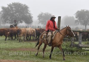 Découverte du travail des gauchos, estancia Esmeralda