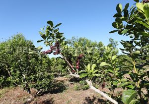 Fruits de l'herbe maté