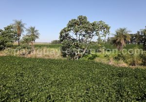 Découverte de la région d'Yvy, Paraguay