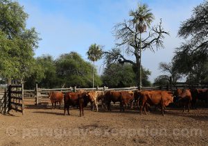 Exploitation des bovins, estancia Esmeralda