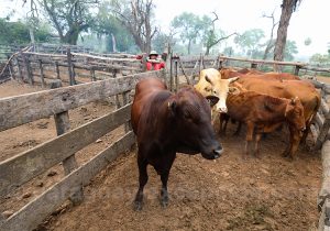 Exploitation des bovins, estancia Esmeralda