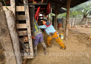 Travail des gauchos, estancia Esmeralda