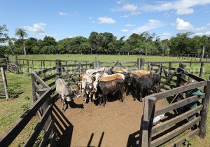 Travail des gauchos, estancia Tacuaty