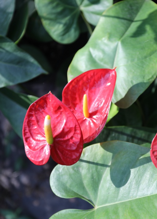 2 Les plantes à fleur du Paraguay