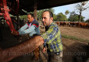 Travail des gauchos, estancia Esmeralda