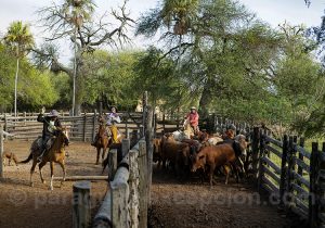 Travail des gauchos, estancia Esmeralda