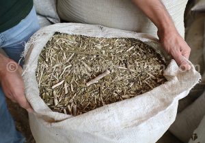 Herbe maté coupée