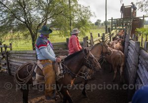 Travail des gauchos