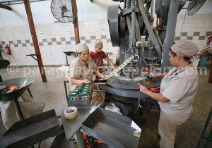 Visite de la manufacture Selecta, Bella Vista, Paraguay