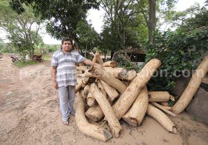 Le travail du bois au Paraguay Le travail du bois au Paraguay