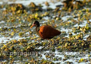 Jacana común, estancia Esmeralda