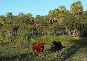 Bovins de l'estancia Esmeralda, Paraguay