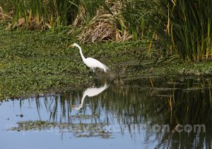 Aigrette neigeuse, estancia Esmeralda