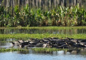Caïmans, séjour au Paraguay