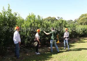 Visite de la plantation de maté Selecta