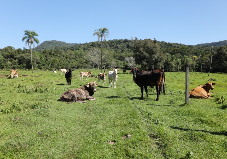 4 Circuit Centre et Sud du Paraguay ZOOMER, OTER VACHE DE DROITE