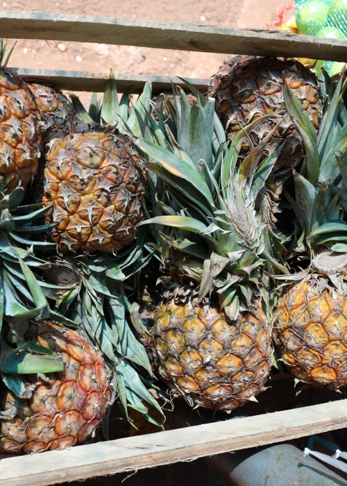 4 La production d'ananas au Paraguay
