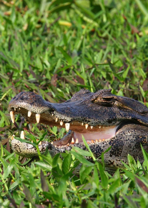 4 Reptiles du Paraguay