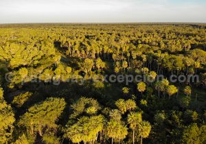 Forêts natives, estancia Esmeralda