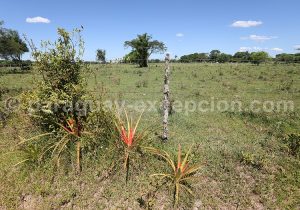 Alentours de Humaitá