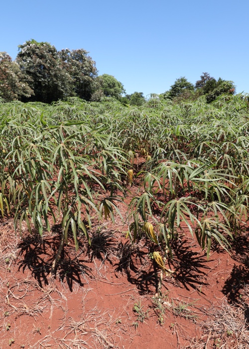 5 La culture du manioc au Paraguay
