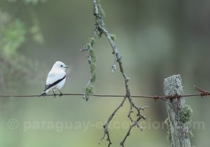 Pépoazairupéro, estancia Esmeralda