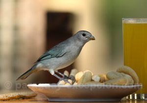 Tangara bleu, estancia Esmeralda