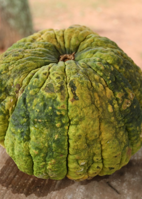 6 Fruits et légumes du Paraguay