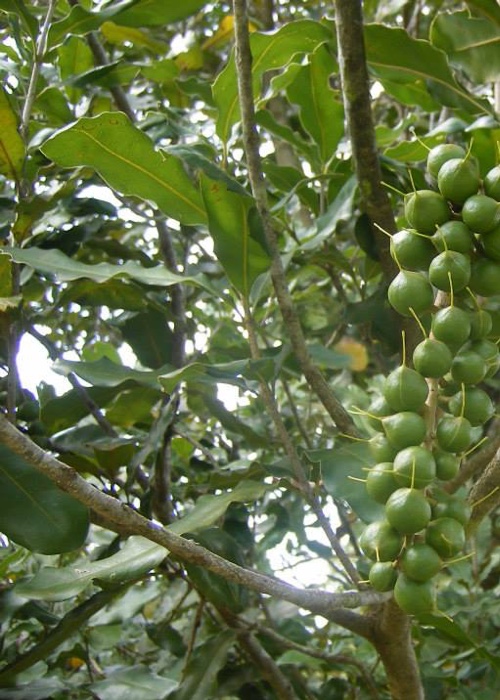 6 La culture de macadamia au Paraguay