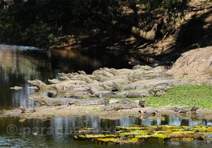 Jacara, Paraguay