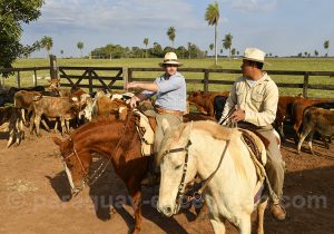 Travail des gauchos, estancia Tacuaty