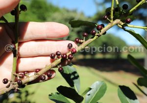 Fruits de l'herbe maté