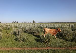 Estancia du Paraguay, Tacuaty