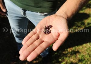 Fruits de l'herbe maté