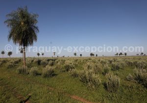 Alentours de l'estancia Tacuaty