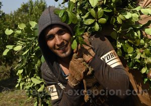 Récolte du maté, Paraguay Récolte du maté, Paraguay