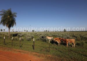 Estancia du Paraguay, Tacuaty