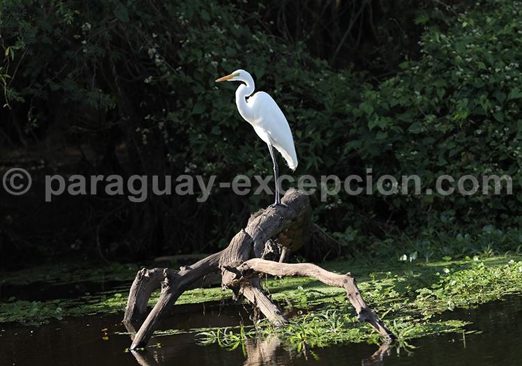 Voyage photos parc Rio Negro, Paraguay