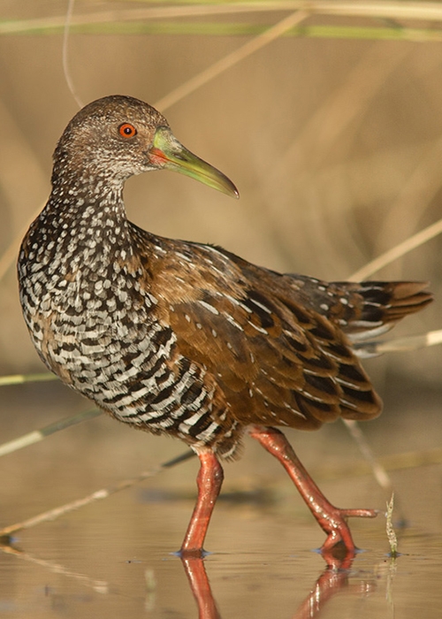 Oiseaux aquatiques du Paraguay - 2