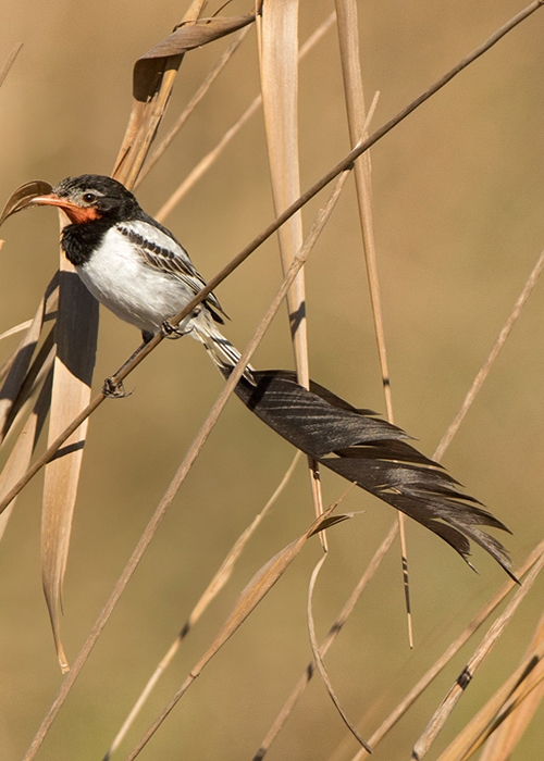 Oiseaux des savanes du Paraguay - 2